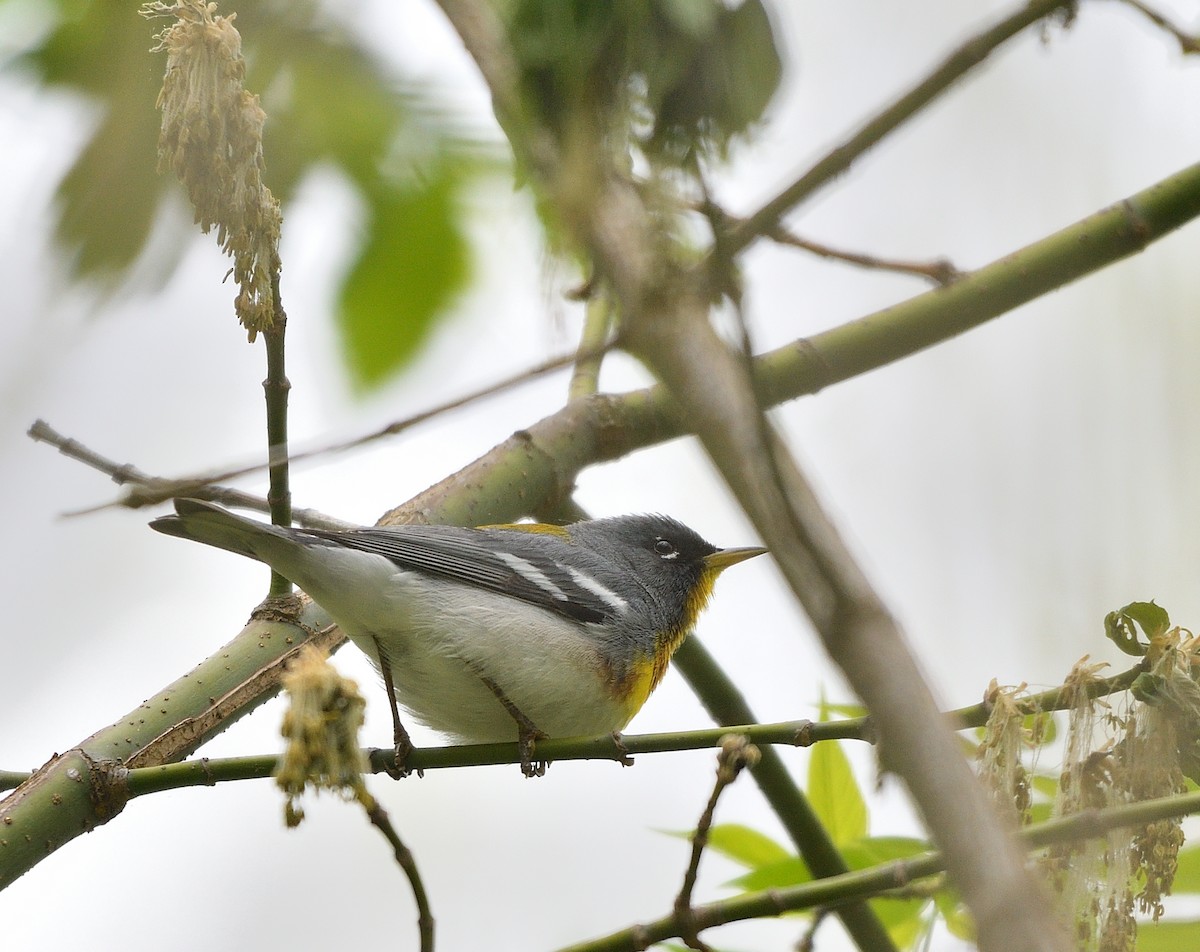 Northern Parula - ML618398889