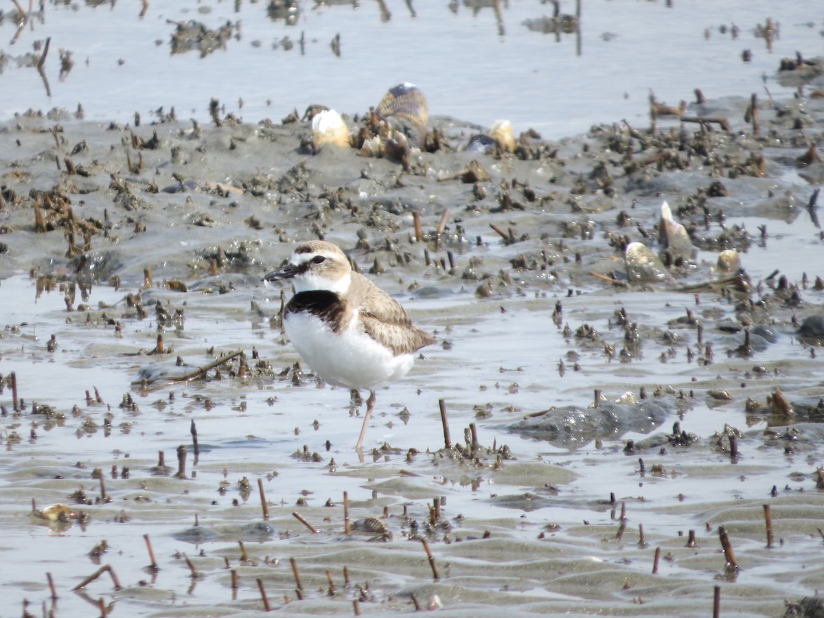 Wilson's Plover - ML618398939