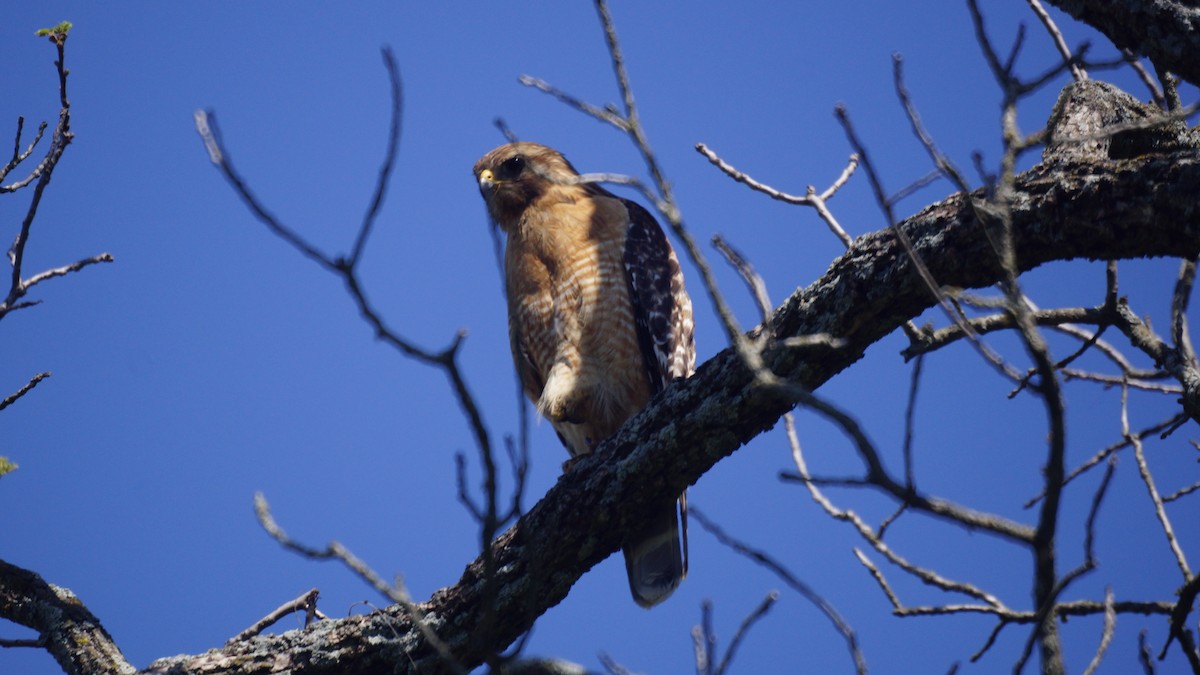 Red-shouldered Hawk - ML618398946