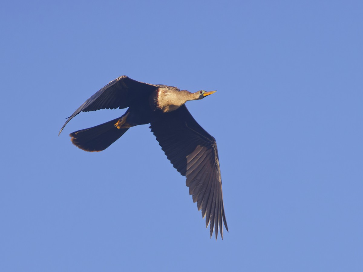 Anhinga - ML618398950