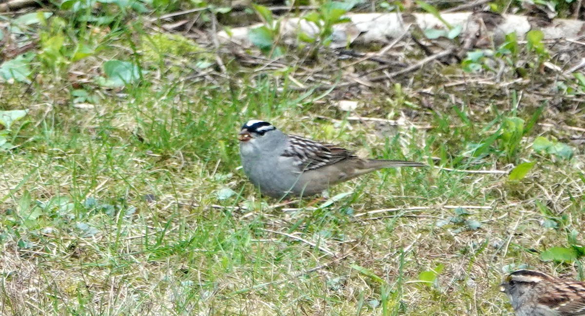 White-crowned Sparrow - Peter Blancher