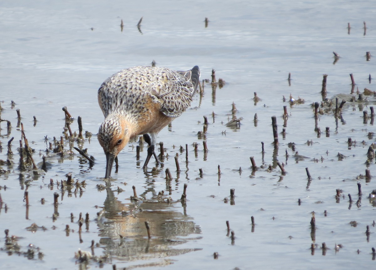 Red Knot - ML618398958