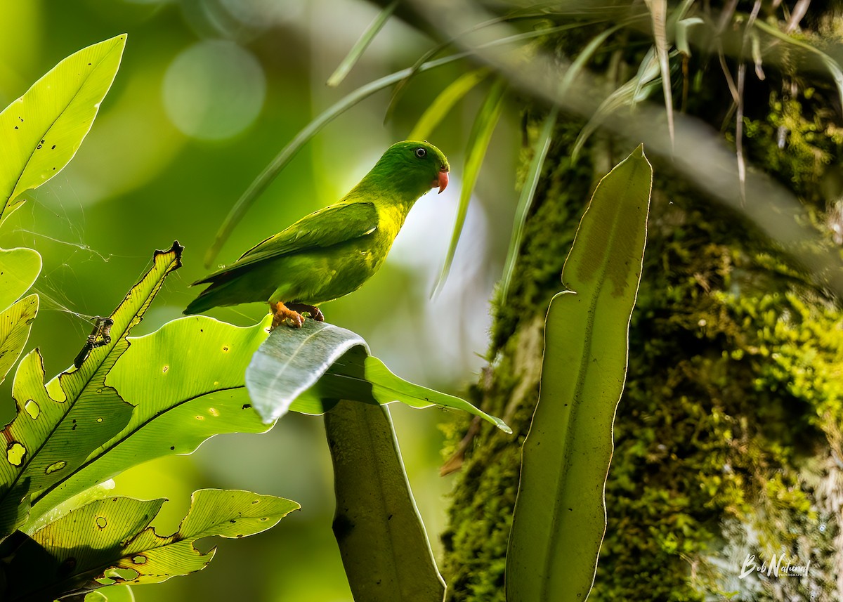 Yellow-throated Hanging-Parrot - Bob Natural