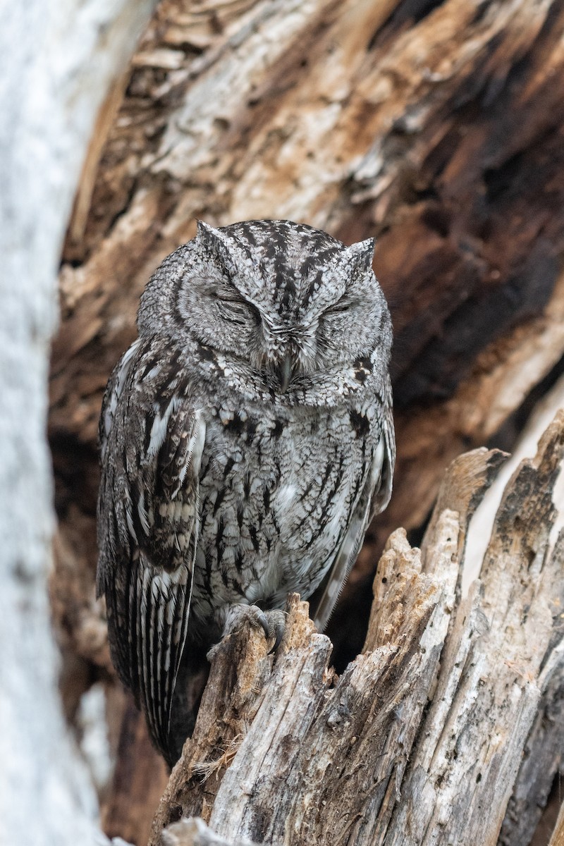 Western Screech-Owl - ML618399009