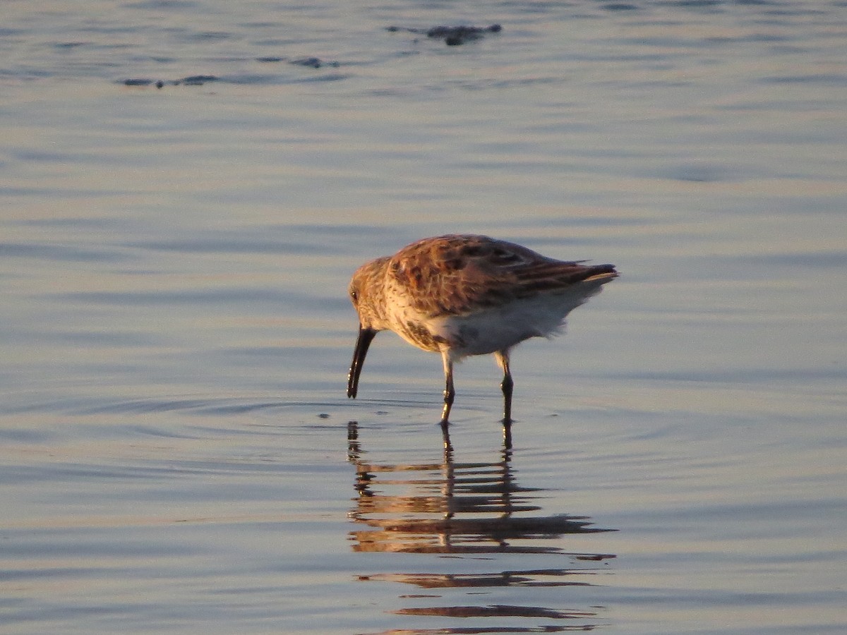 Dunlin - Caitlin Conn