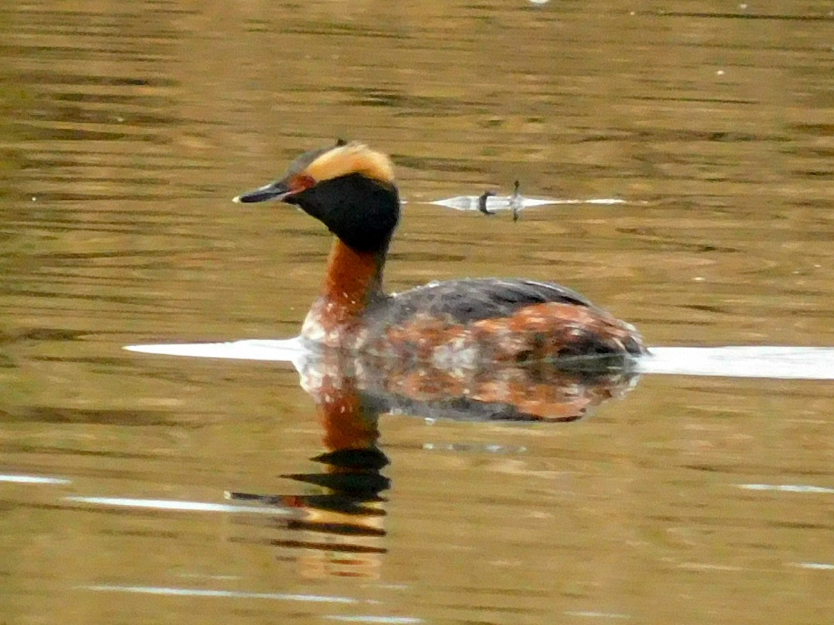 Horned Grebe - Dan Bilderback