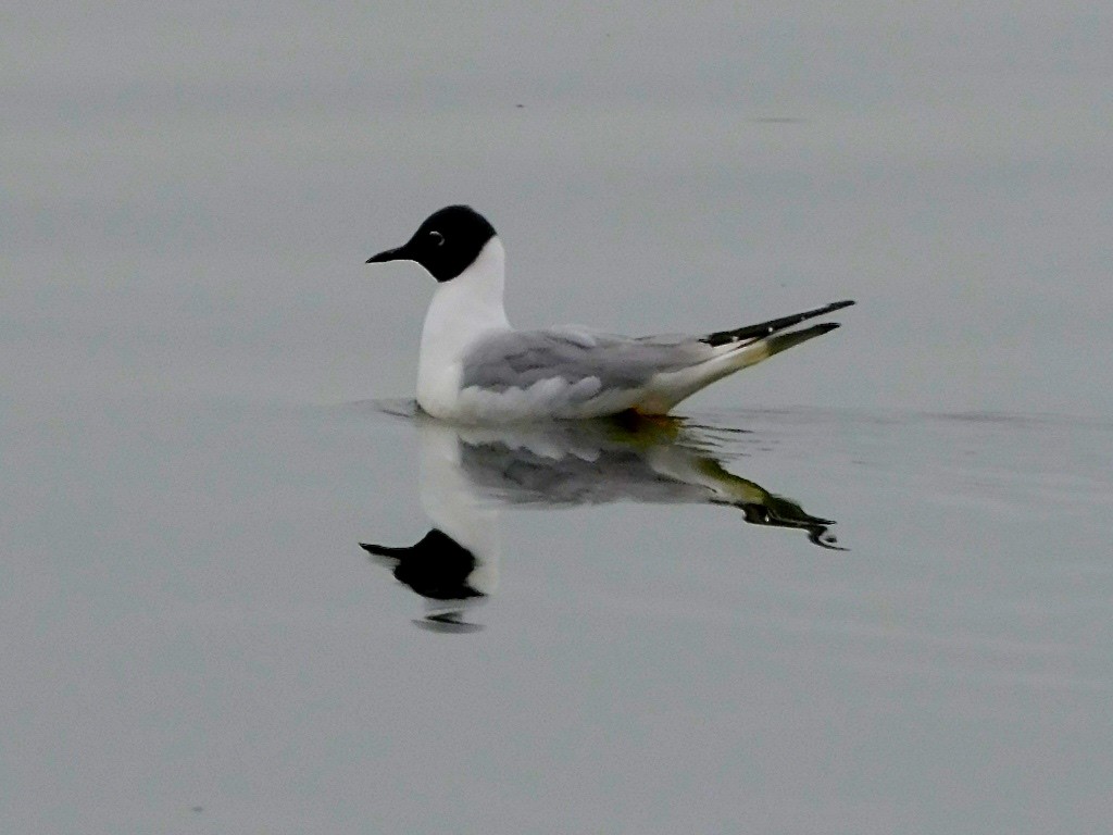 Bonaparte's Gull - Dan Bilderback