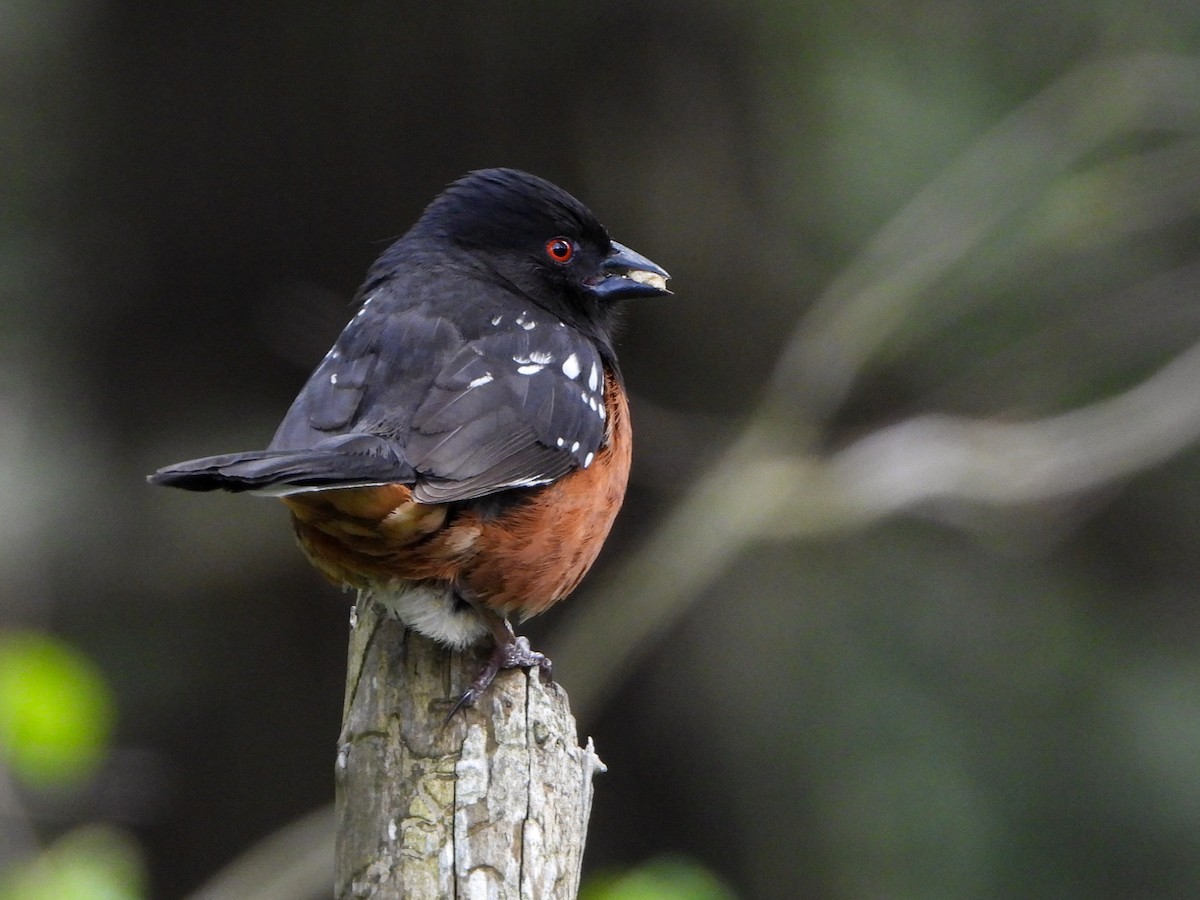 Spotted Towhee - ML618399091