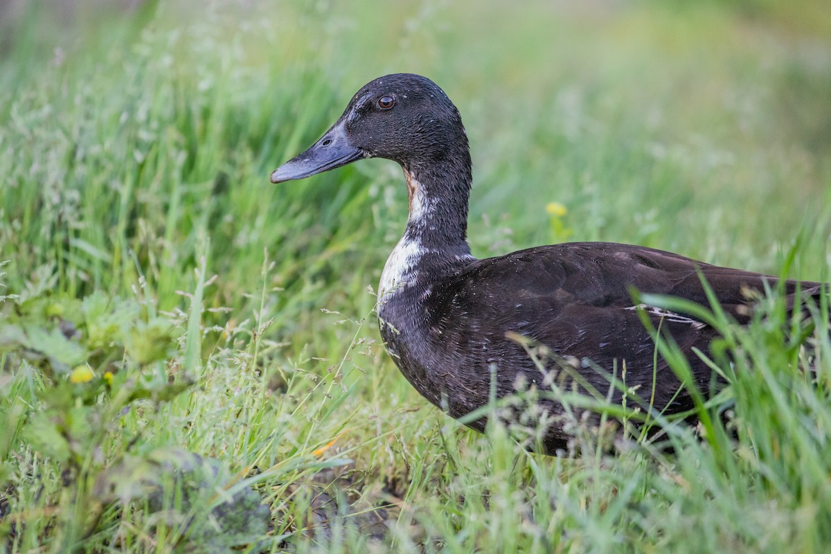 Mallard (Domestic type) - Michael Long