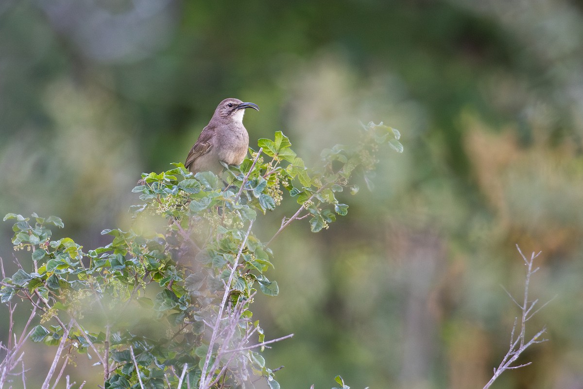 California Thrasher - Michael Long