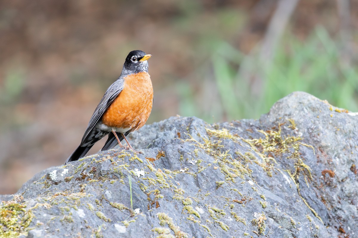 American Robin - ML618399153