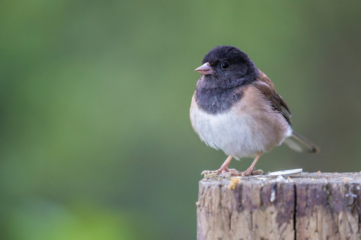 Junco Ojioscuro (grupo oreganus) - ML618399160