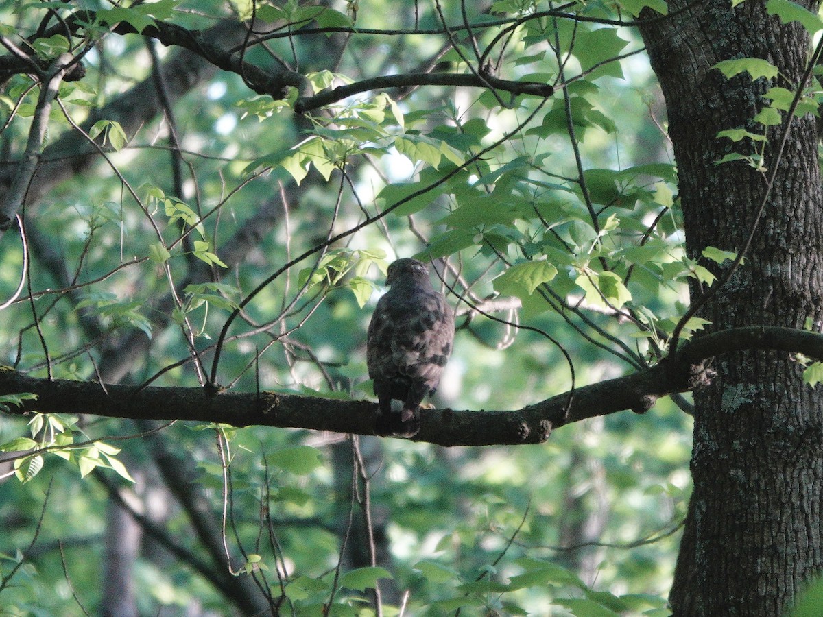 Broad-winged Hawk - ML618399166