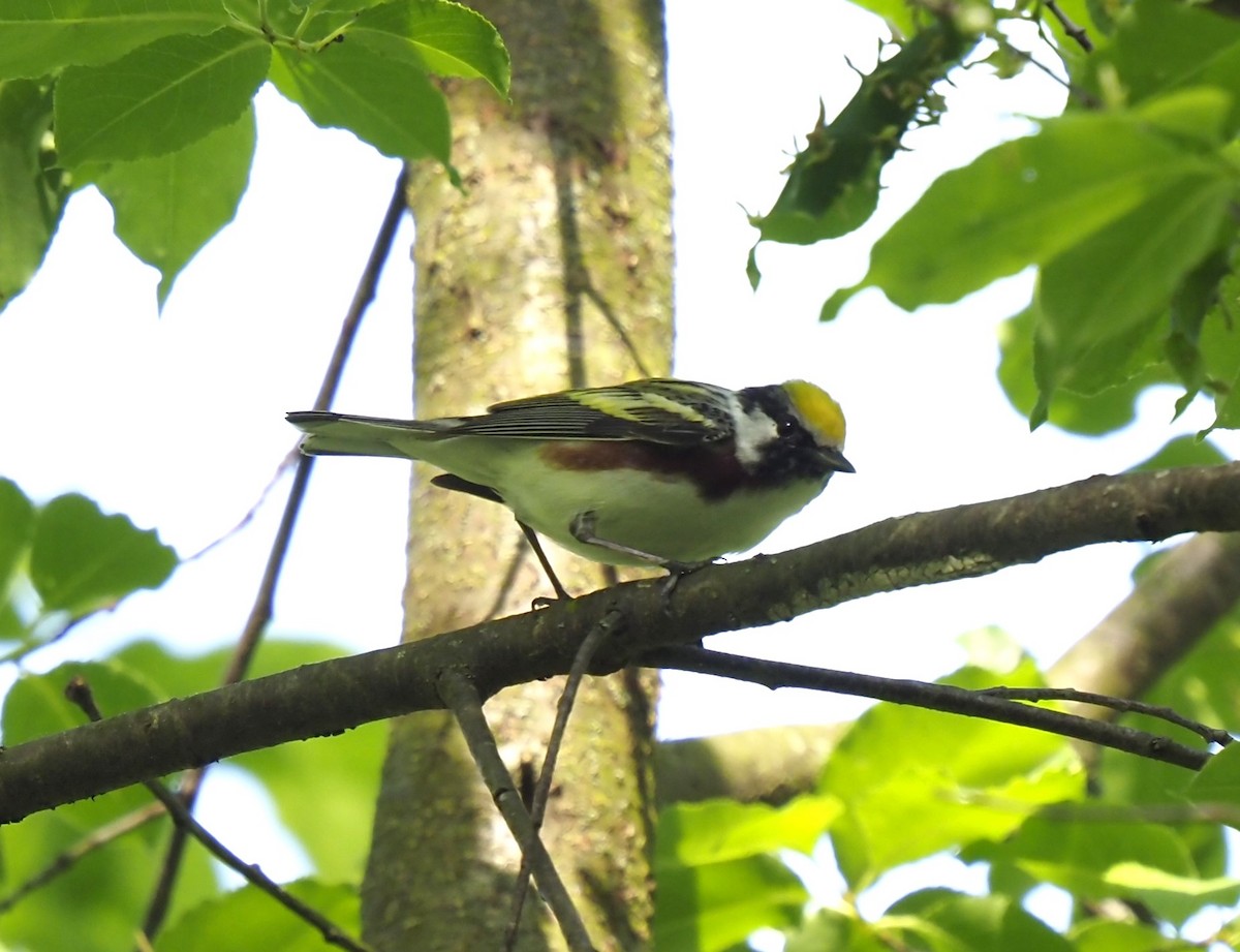 Chestnut-sided Warbler - ML618399167