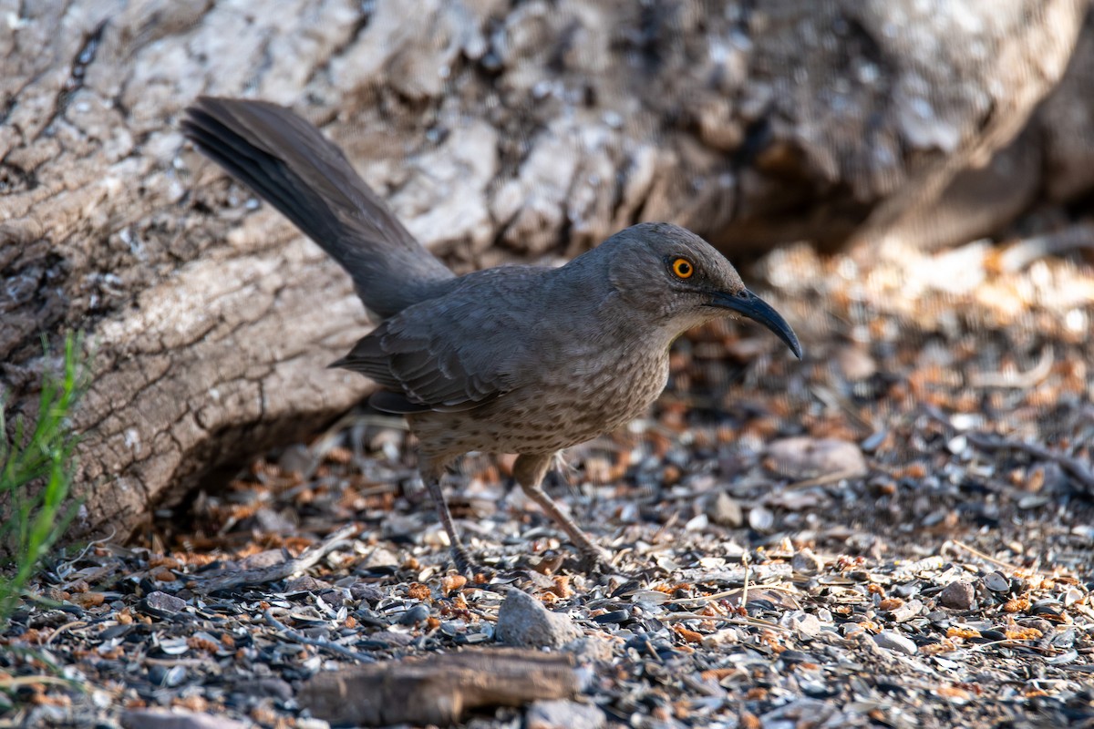 Curve-billed Thrasher - ML618399168