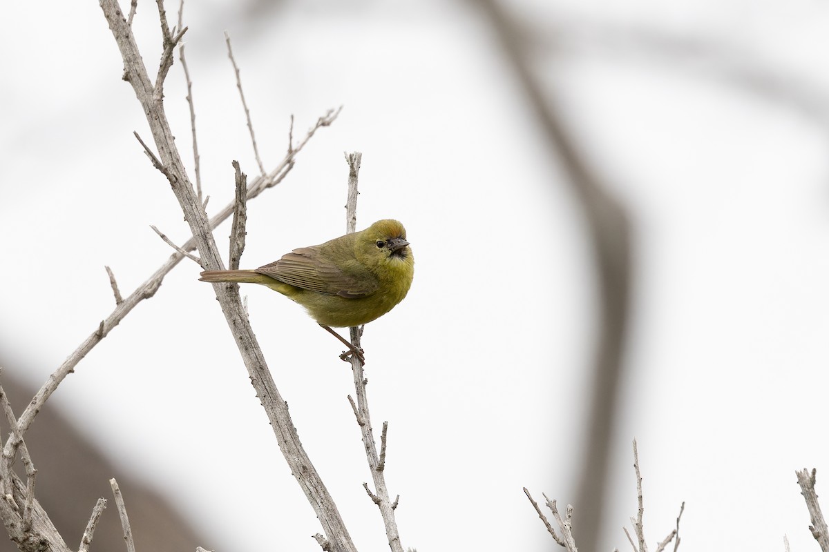 Orange-crowned Warbler - Amy Rangel