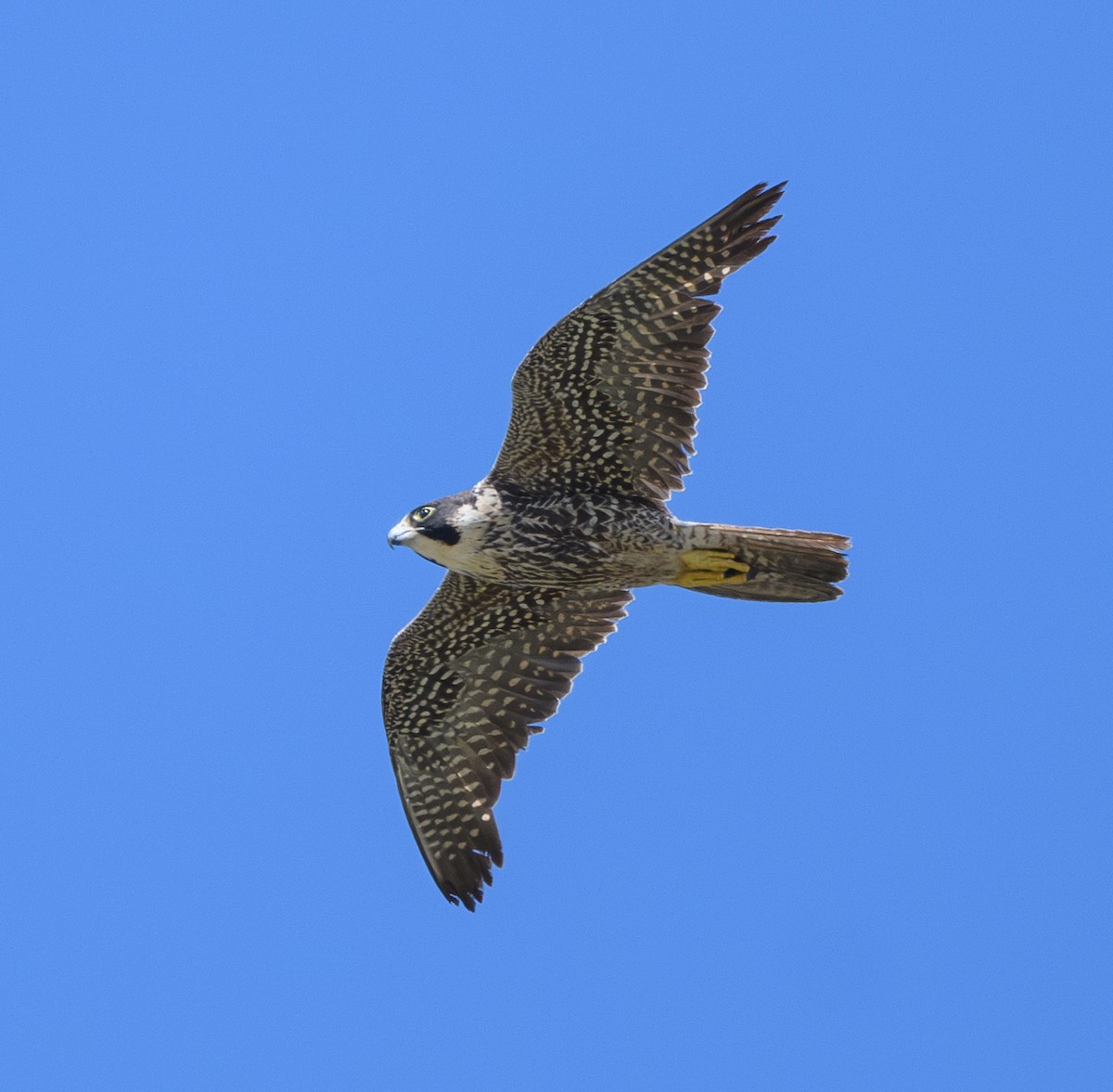 Peregrine Falcon - Joshua Greenfield