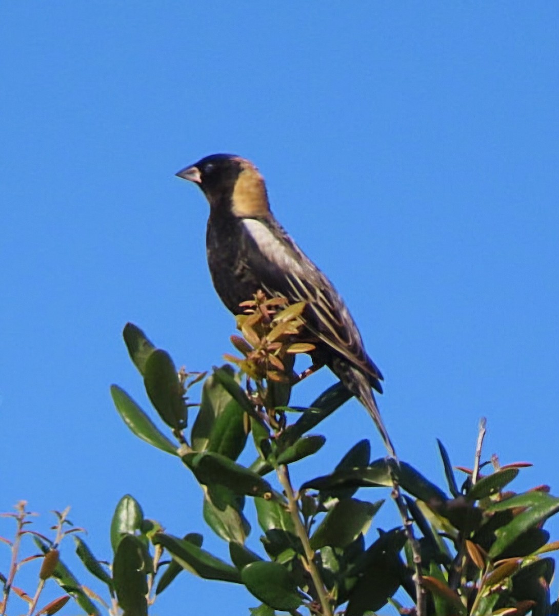 Bobolink - Cathleen Burns