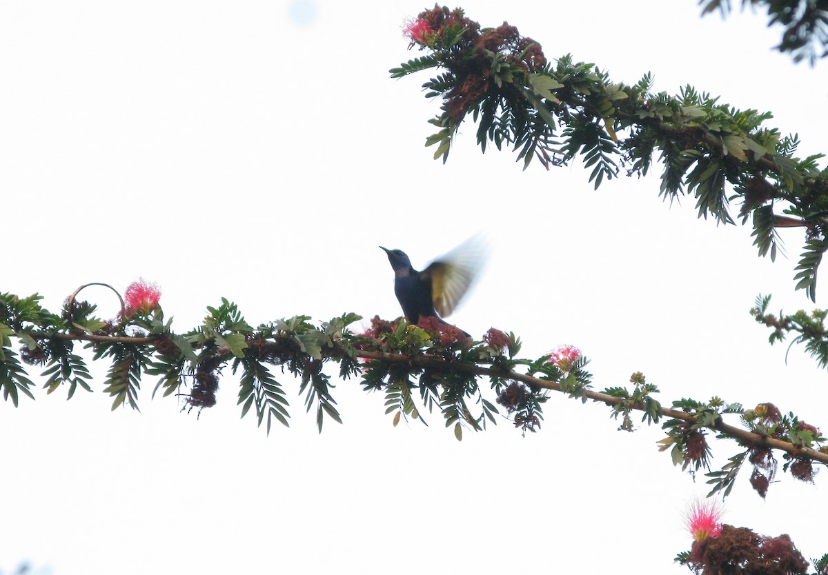 Red-legged Honeycreeper - ML618399236