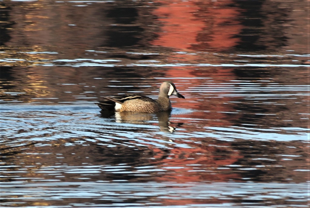 Blue-winged Teal - ML618399242