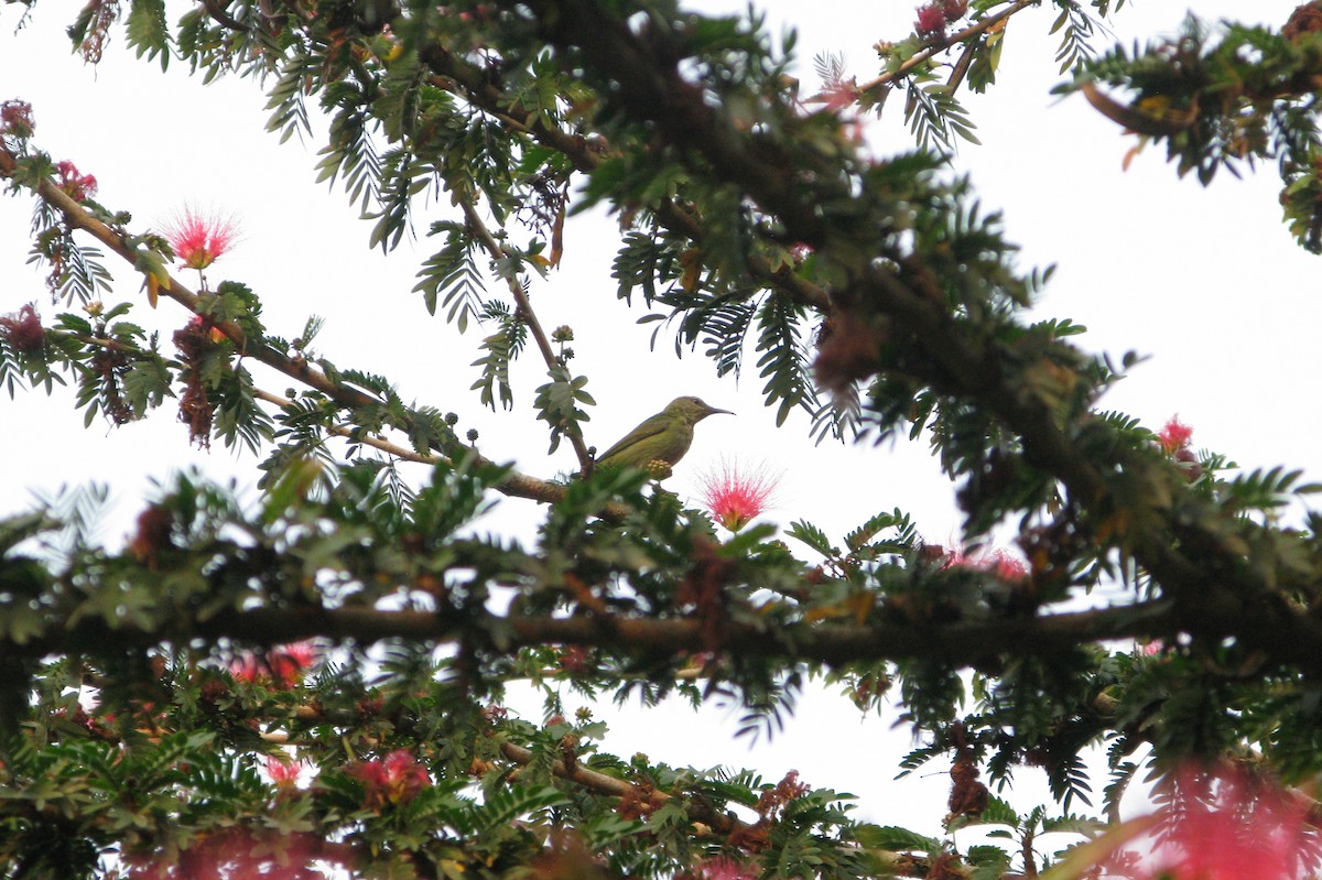 Red-legged Honeycreeper - ML618399247