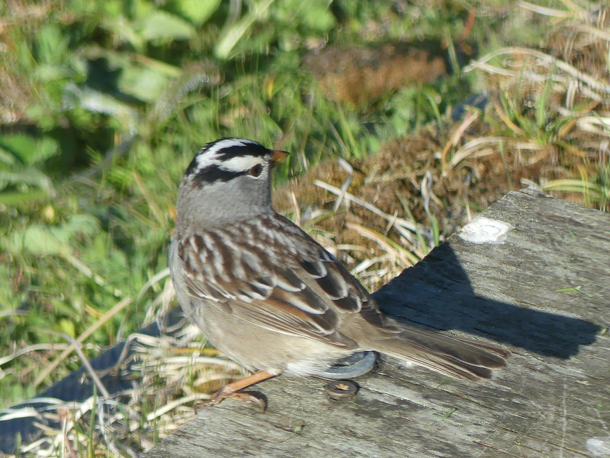 Bruant à couronne blanche (gambelii) - ML618399294