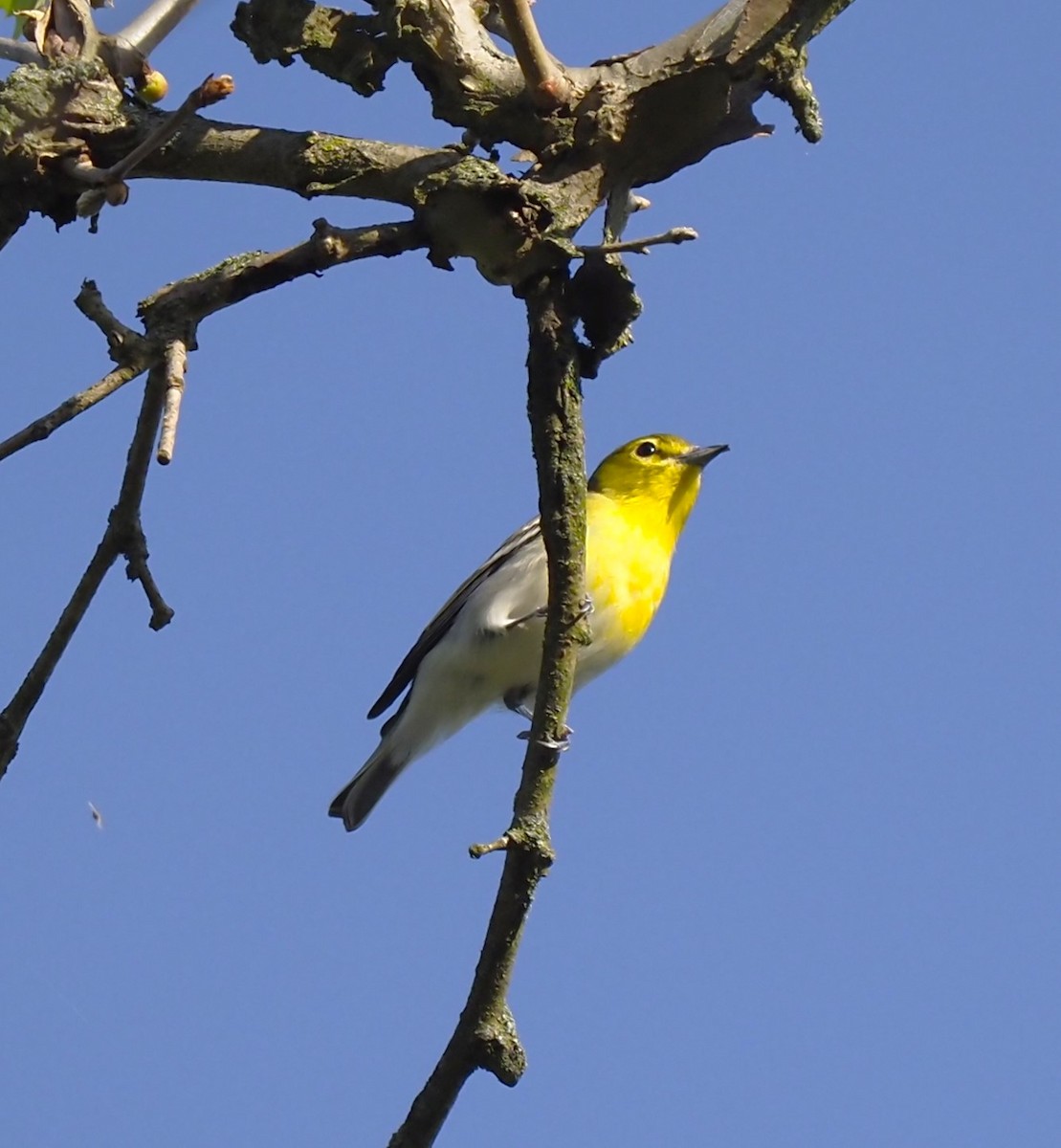 Yellow-throated Vireo - ML618399312