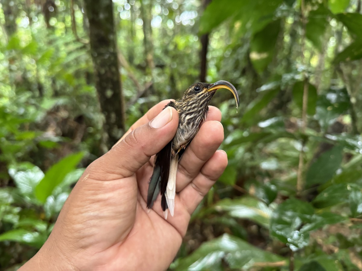 Buff-tailed Sicklebill - ML618399432