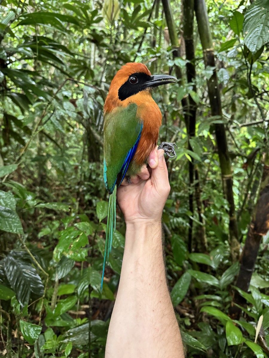 Rufous Motmot - Chris Sayers