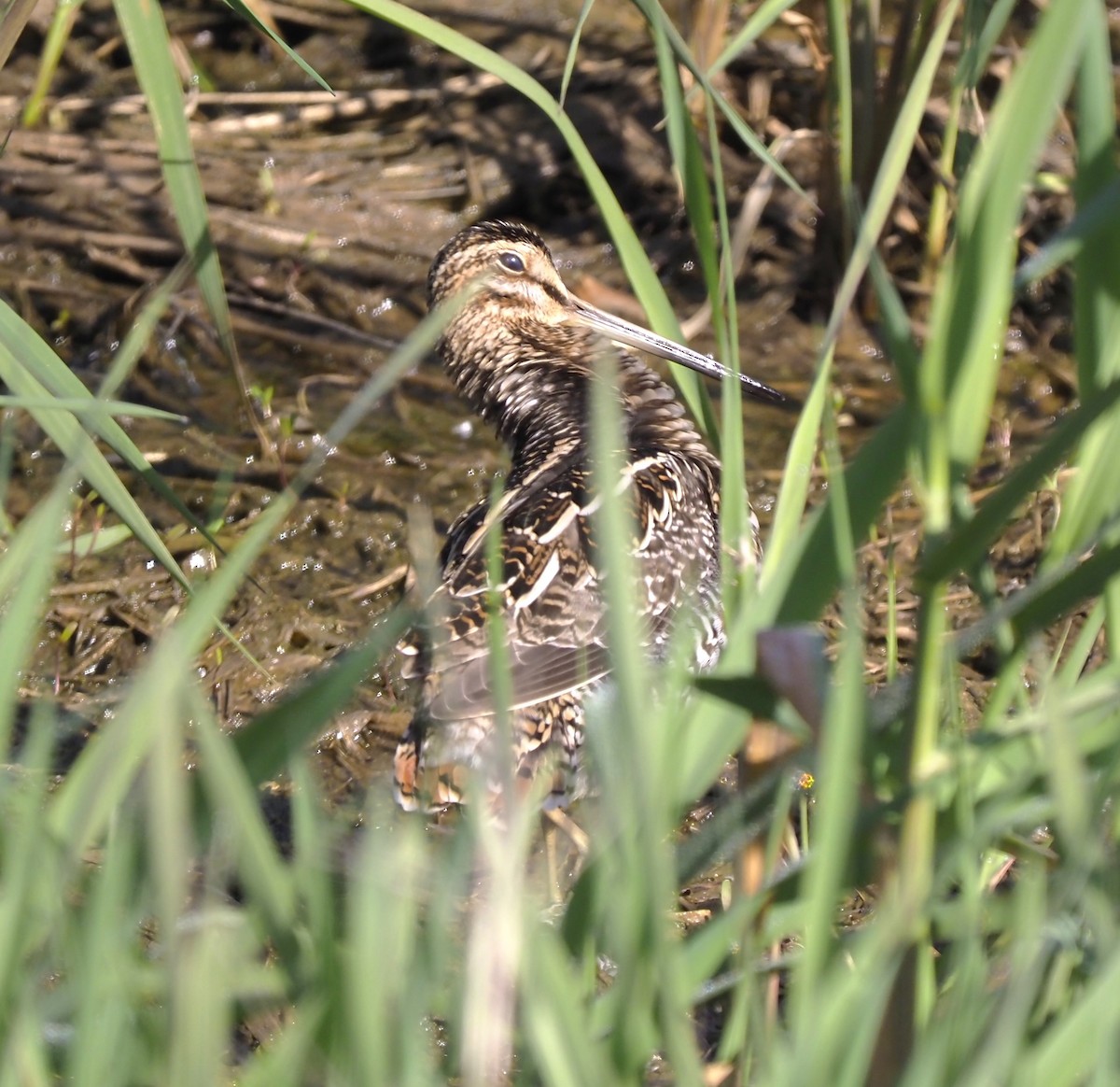 Wilson's Snipe - ML618399452