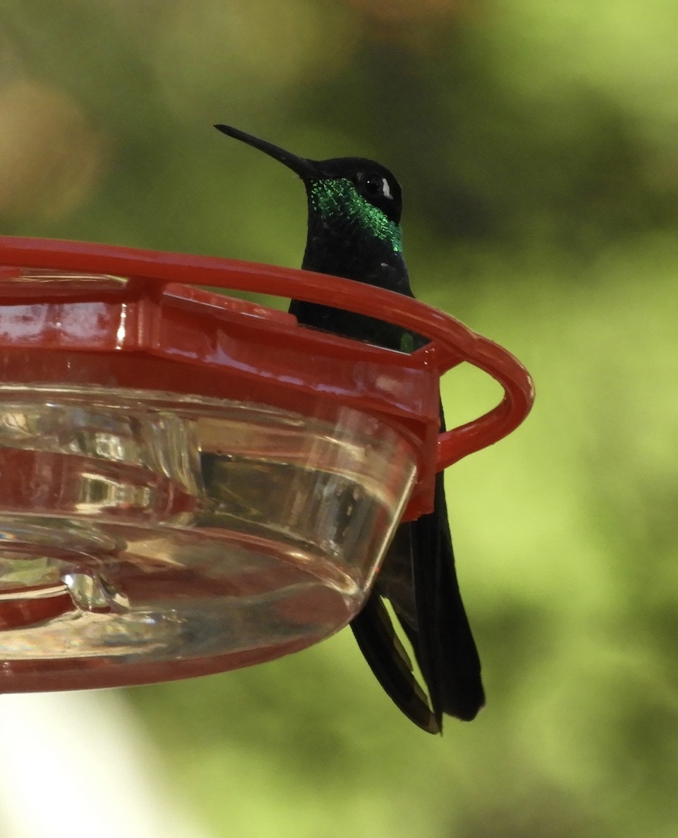 Rivoli's Hummingbird - ML618399461