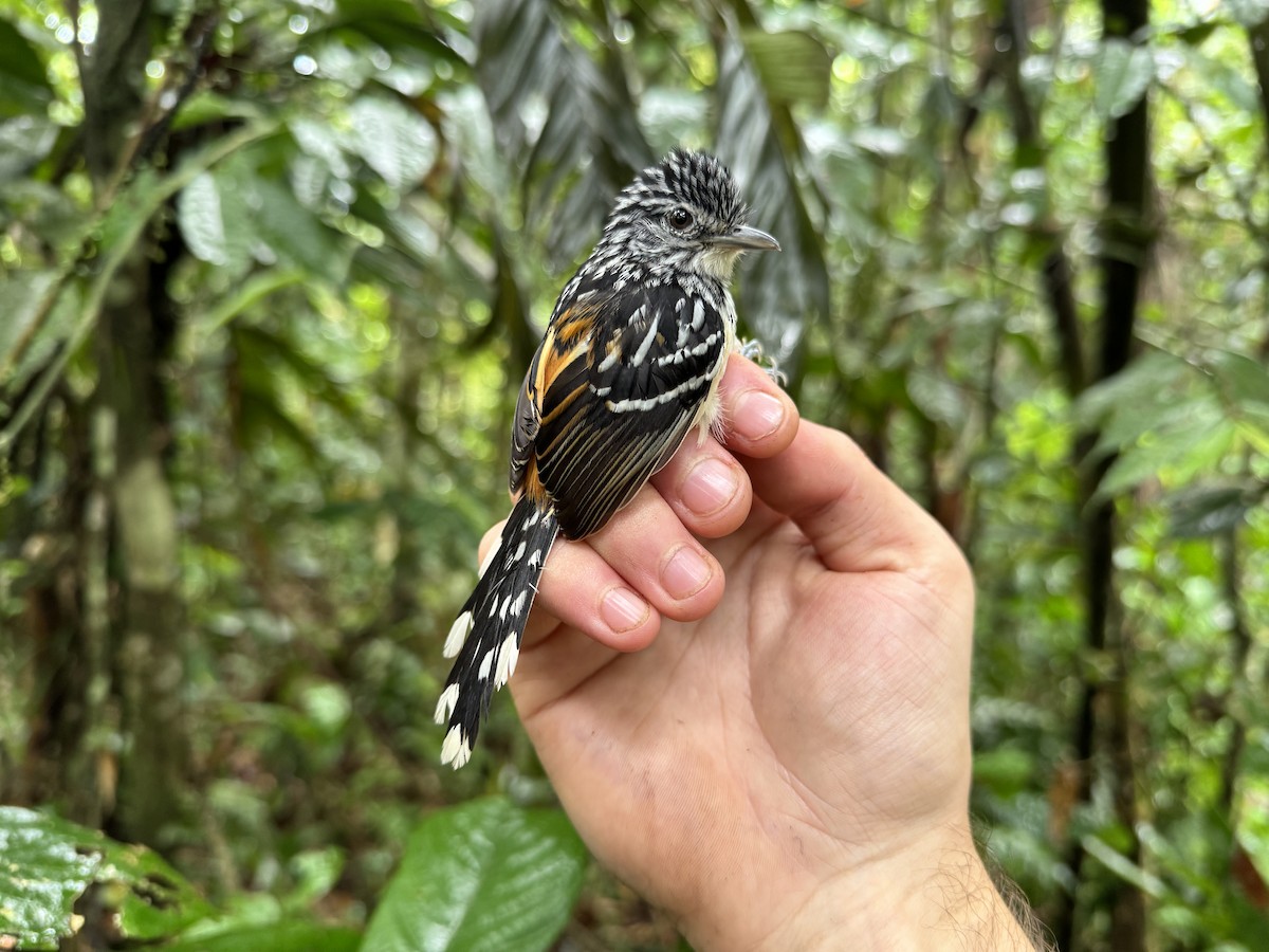 Striated Antbird - ML618399463