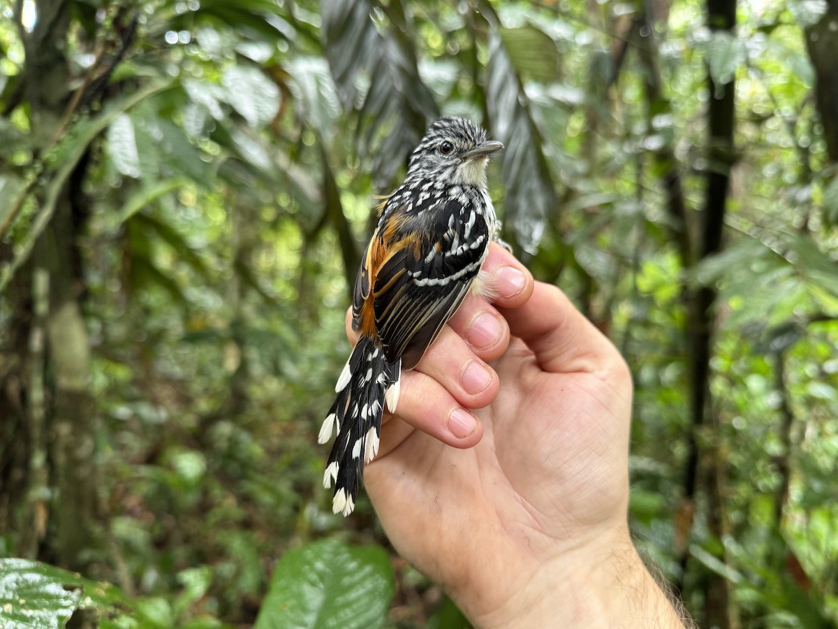 Striated Antbird - ML618399464