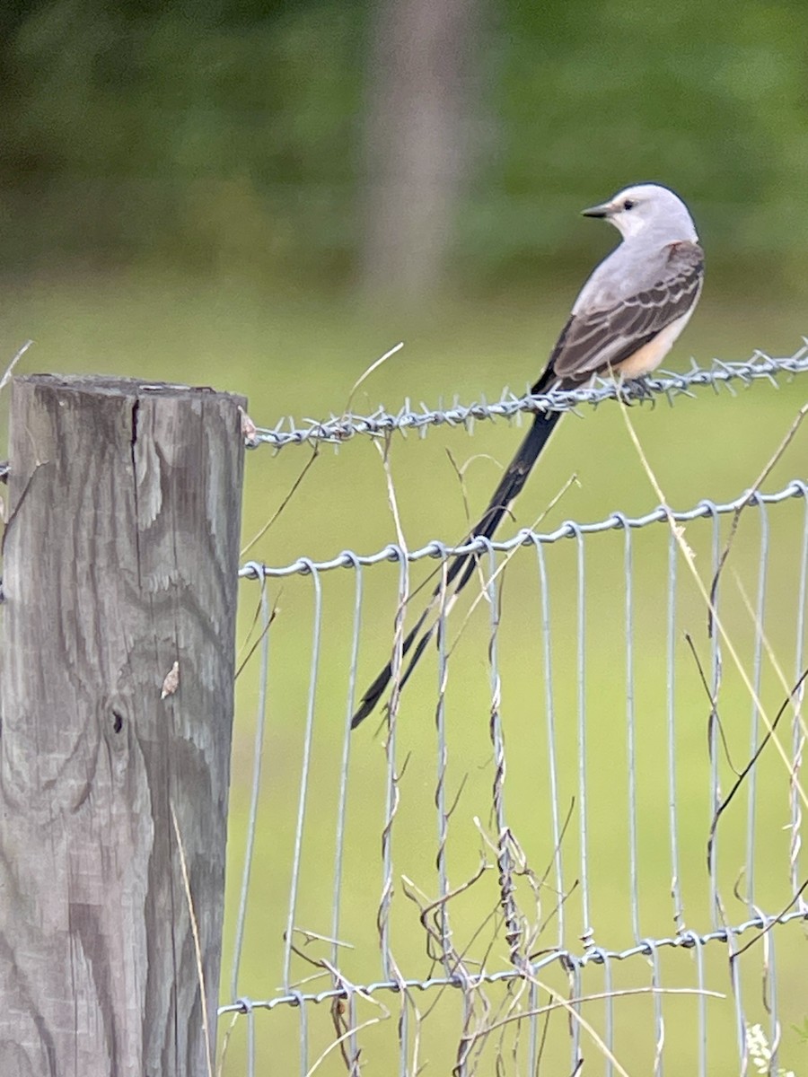 Scissor-tailed Flycatcher - Renee Slaw