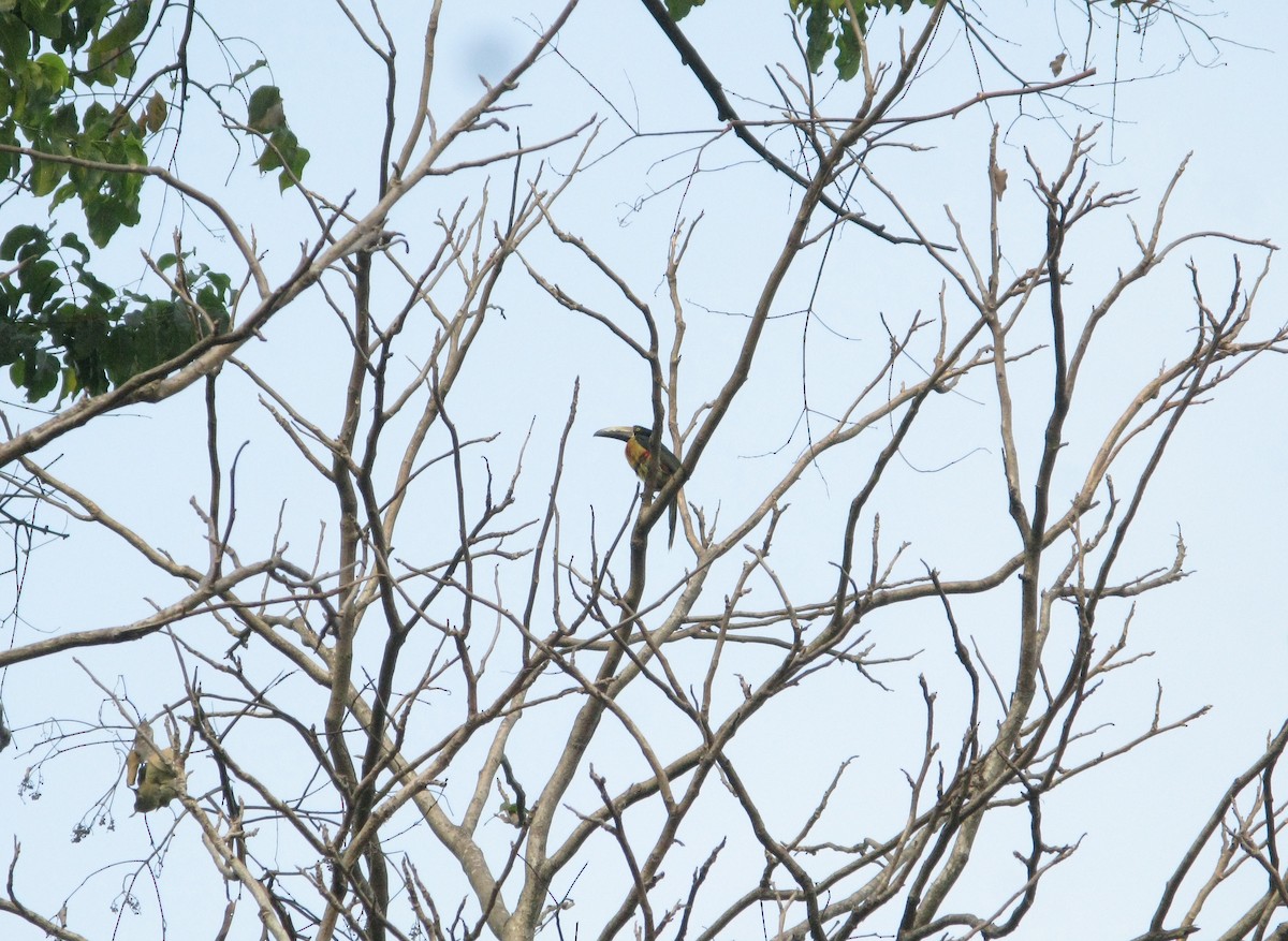 Collared Aracari - ML618399477