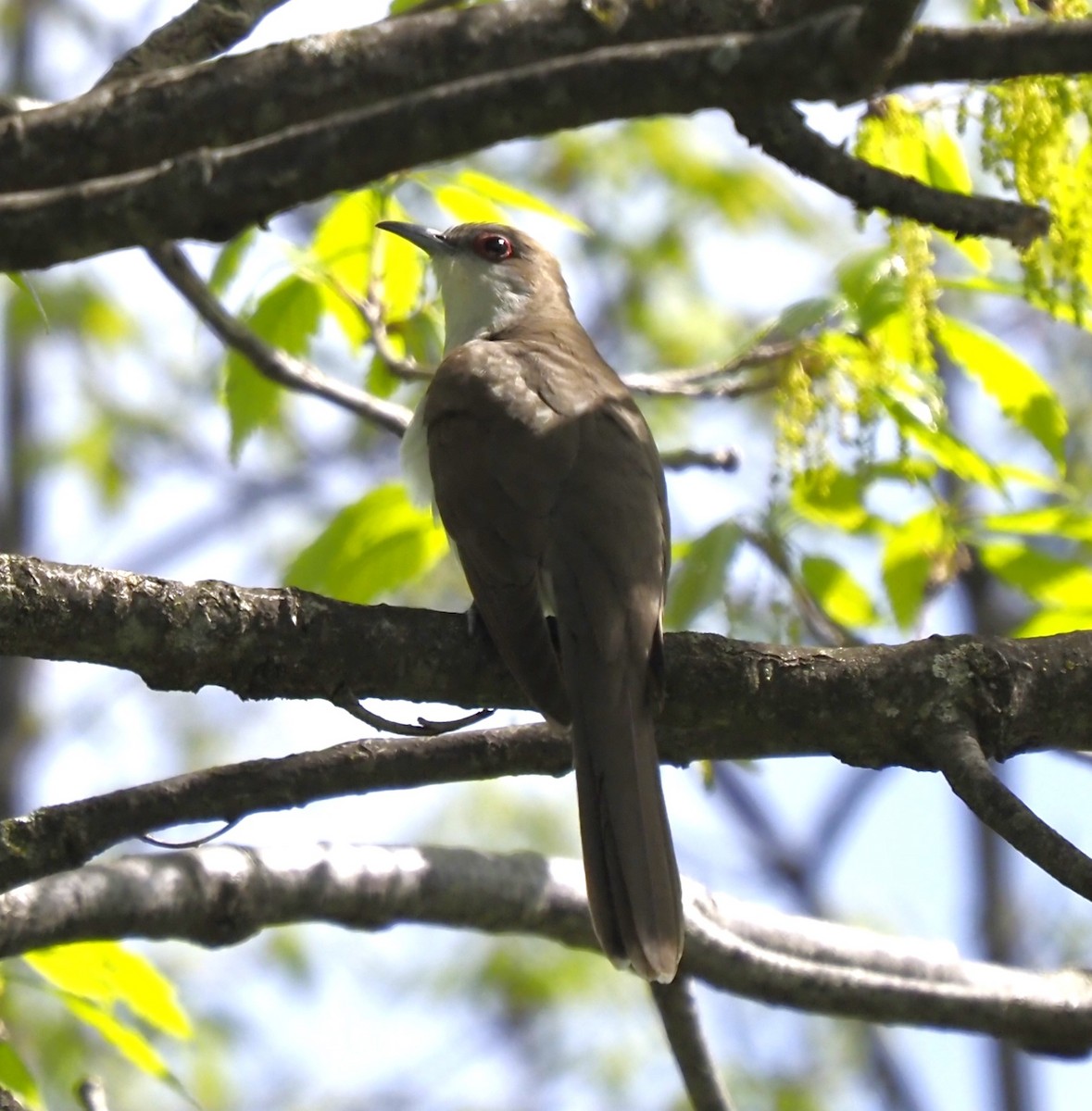 Black-billed Cuckoo - ML618399568