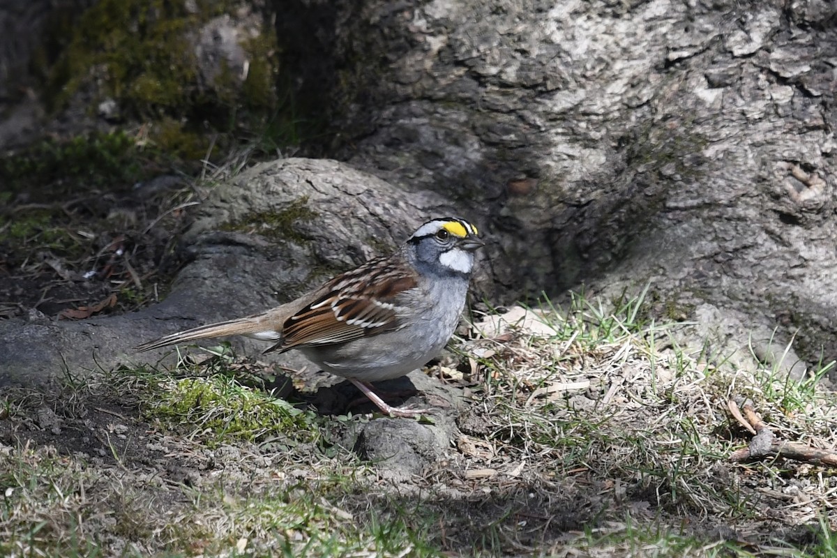 White-throated Sparrow - Christiane Hébert