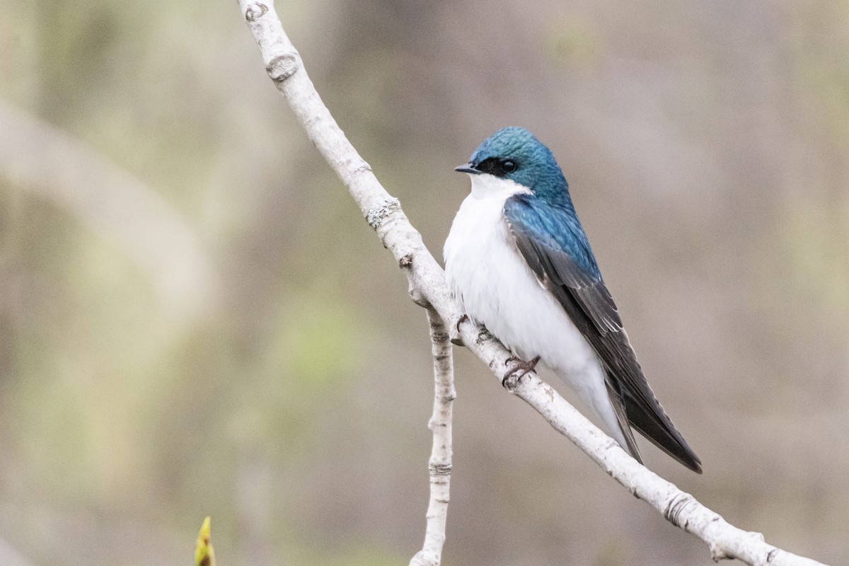 Tree Swallow - Jean-Sébastien Guénette