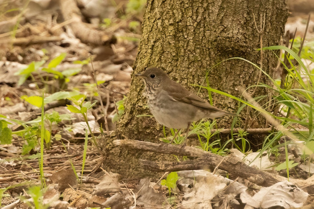 Gray-cheeked Thrush - ML618399611