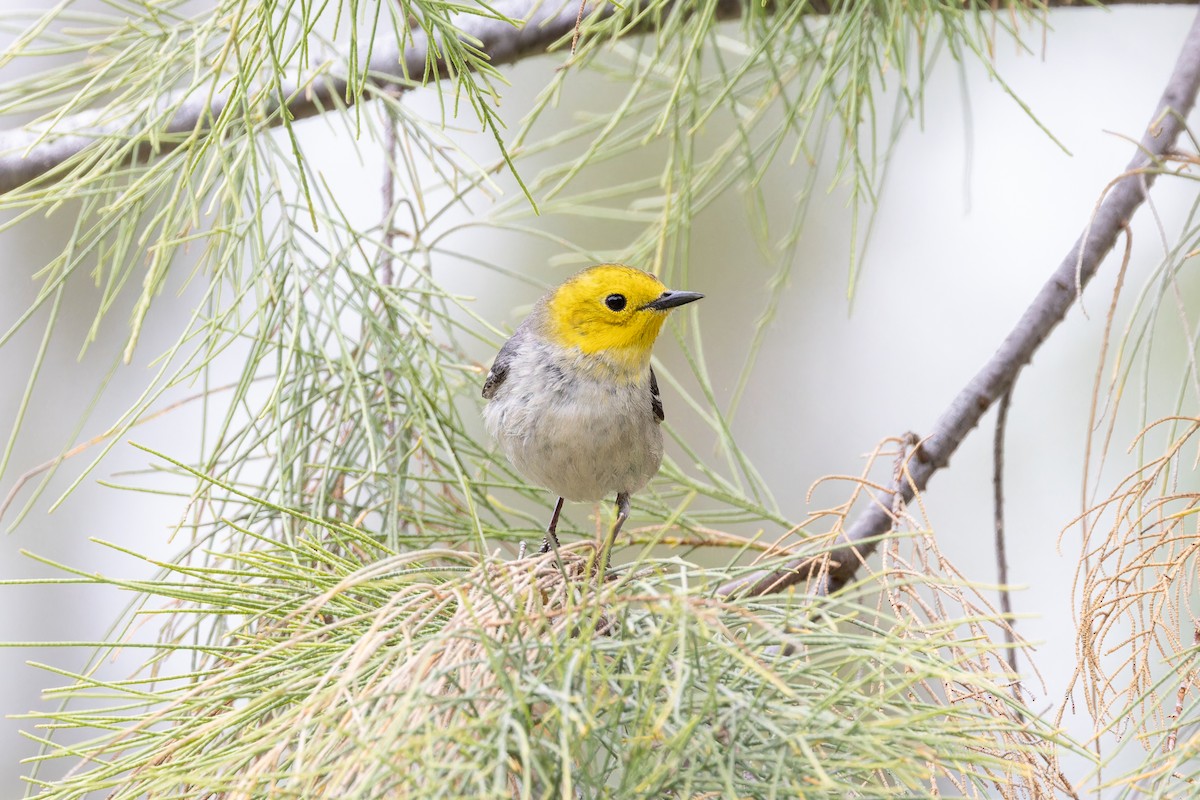 Hermit Warbler - Amy Rangel