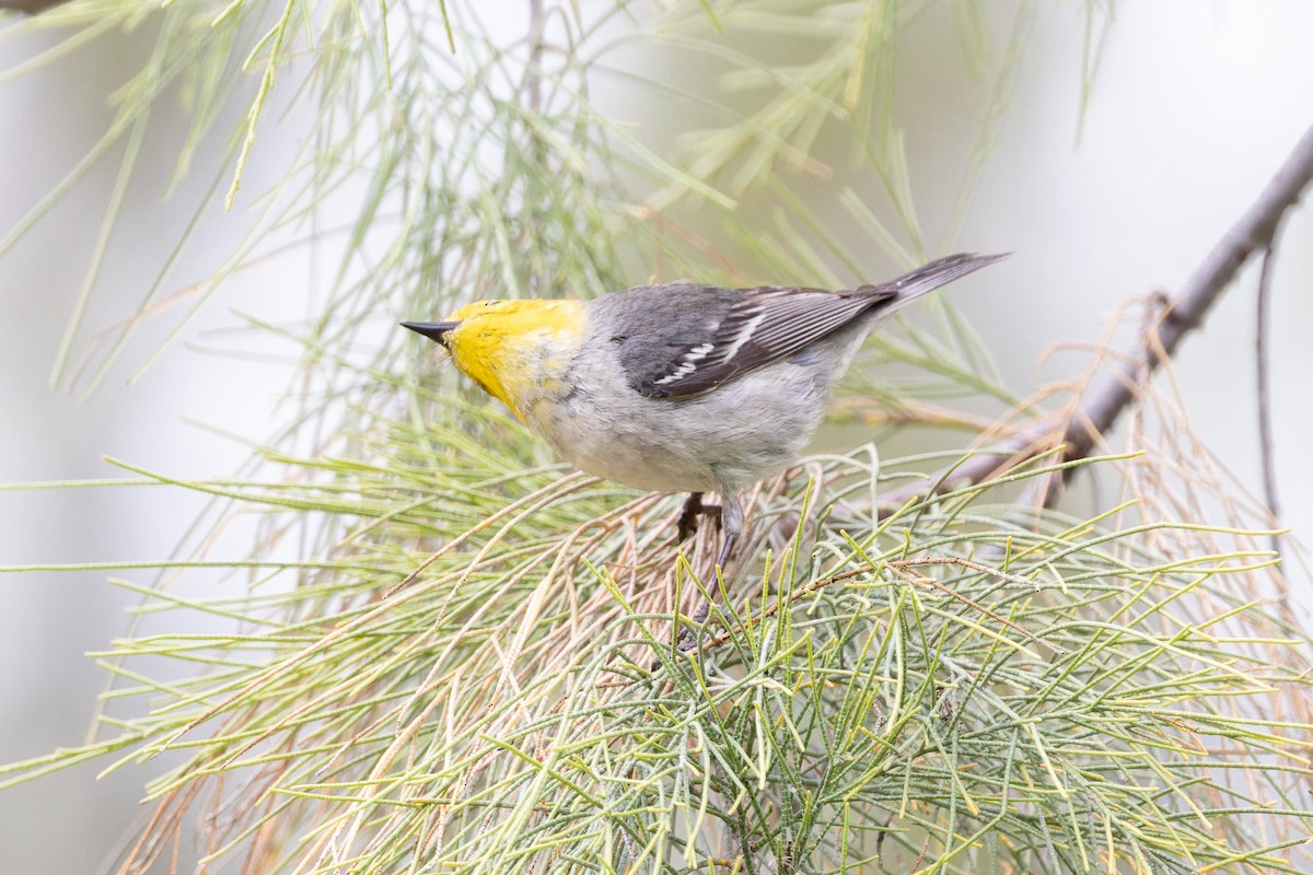 Hermit Warbler - Amy Rangel