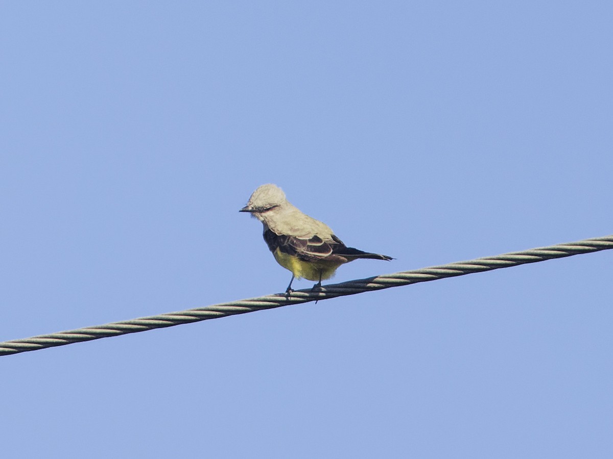 Western Kingbird - ML618399639