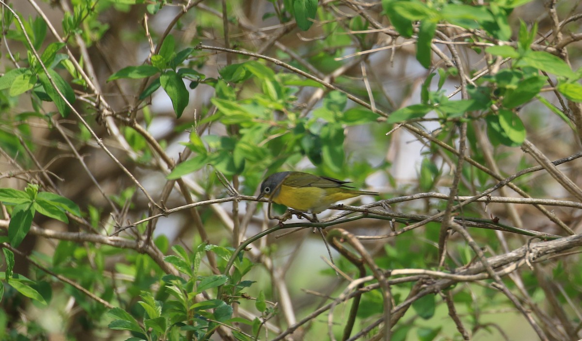 Nashville Warbler - Robert Dixon