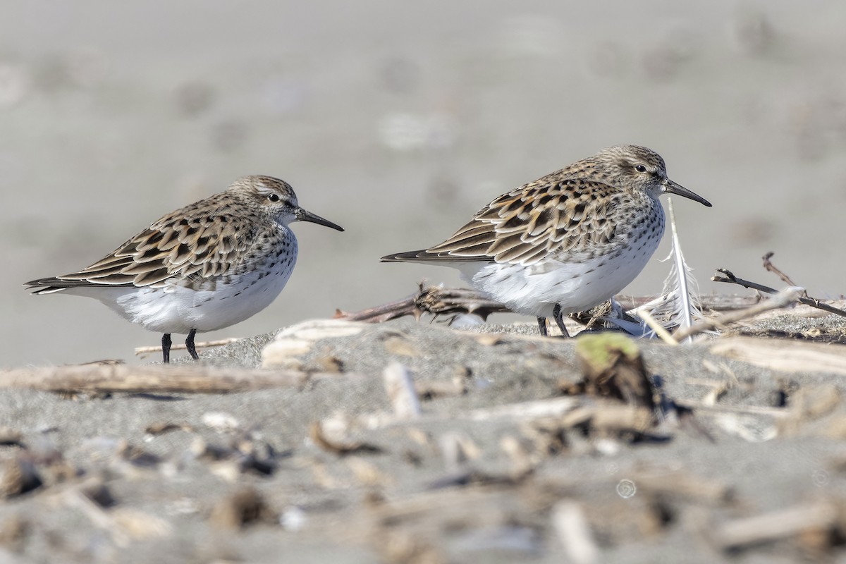 White-rumped Sandpiper - ML618399691