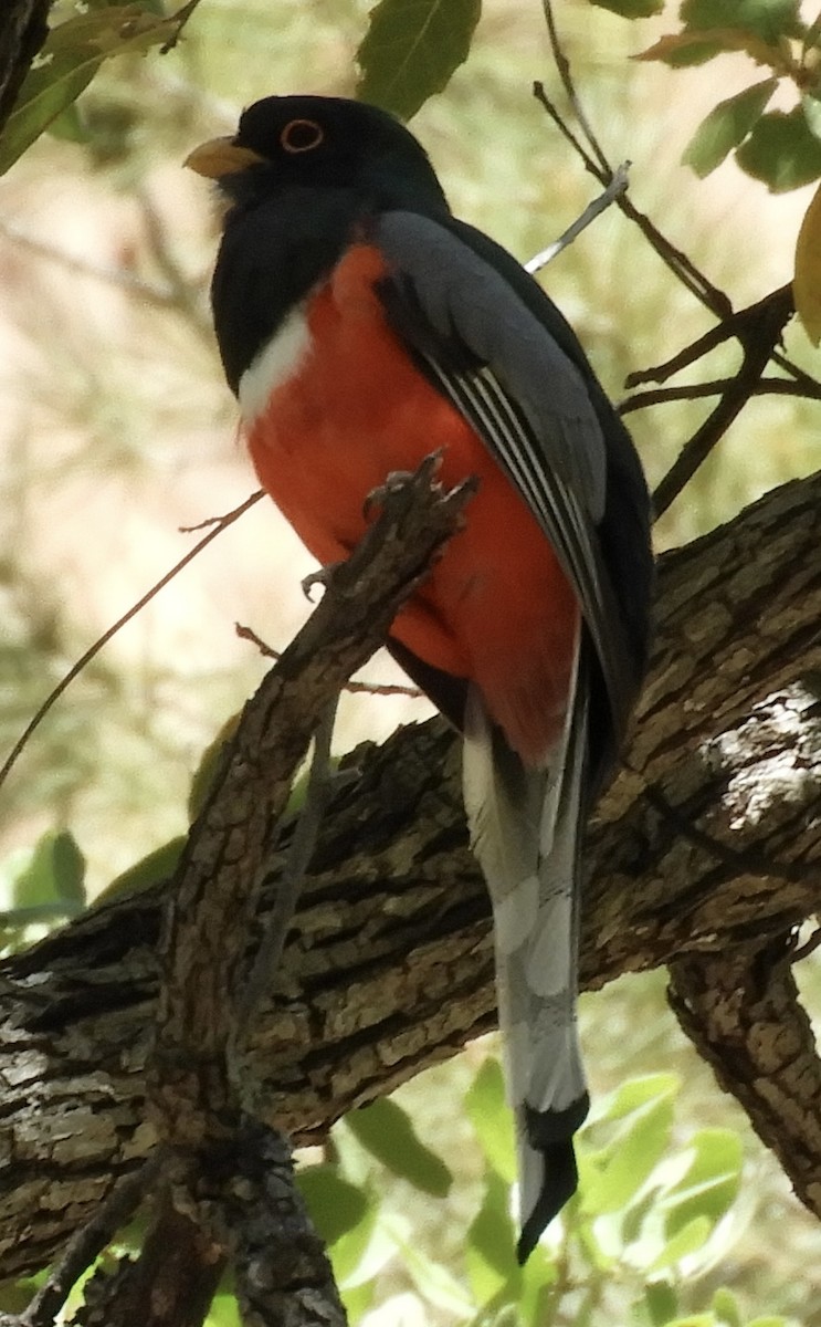 Coppery-tailed Trogon - ML618399692