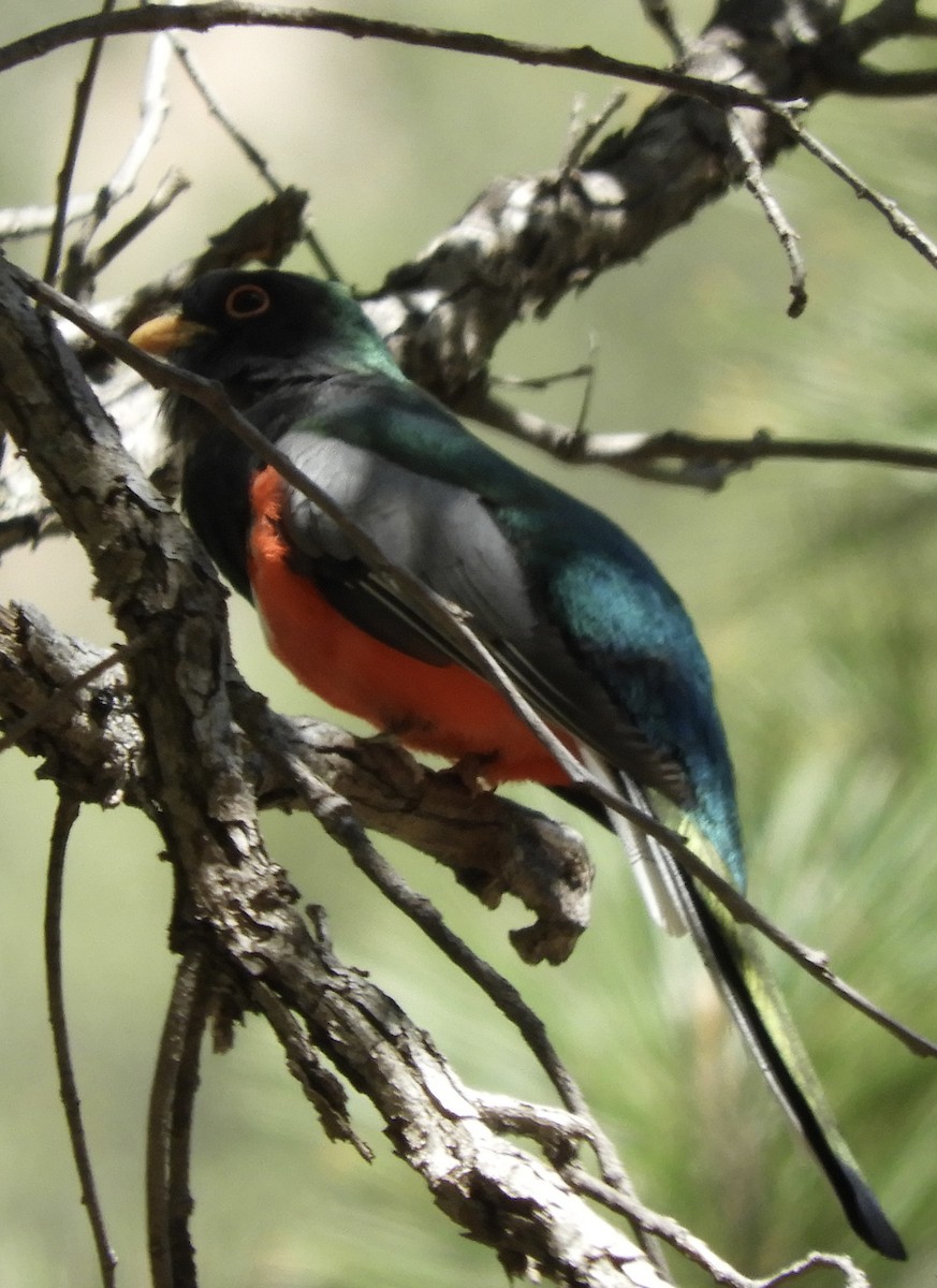 Coppery-tailed Trogon - ML618399693