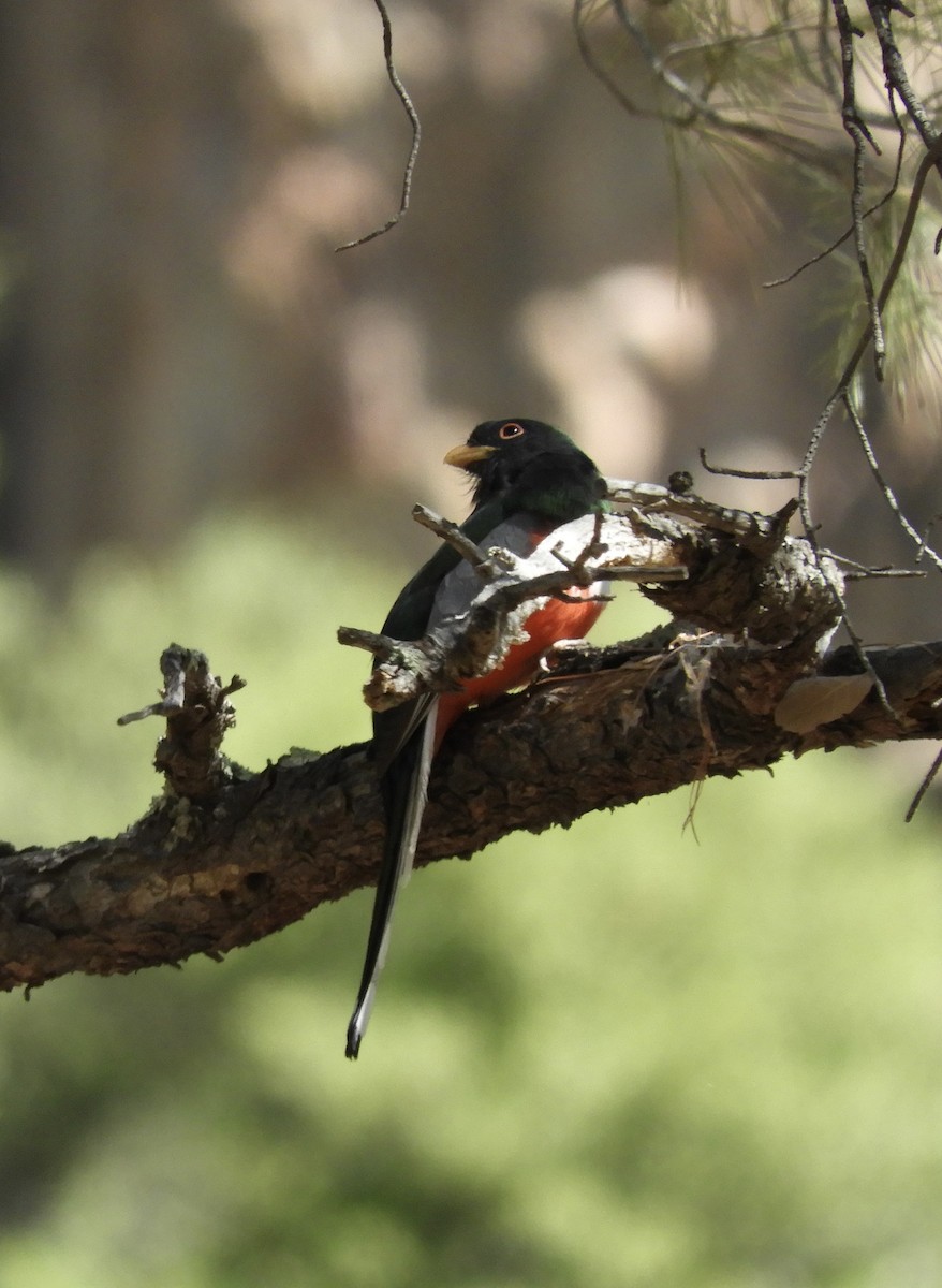 Coppery-tailed Trogon - ML618399694
