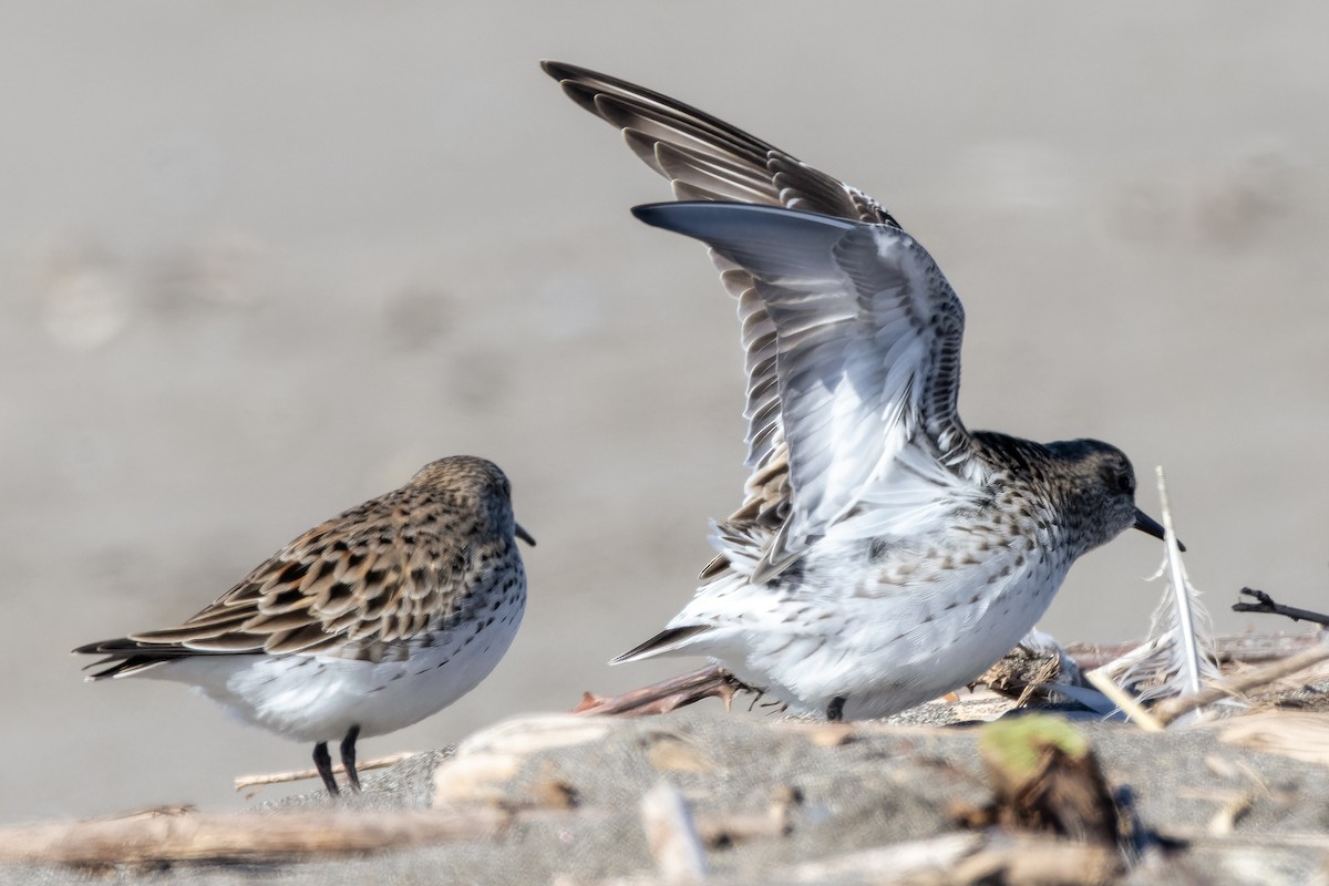 White-rumped Sandpiper - Pvblo Maldo