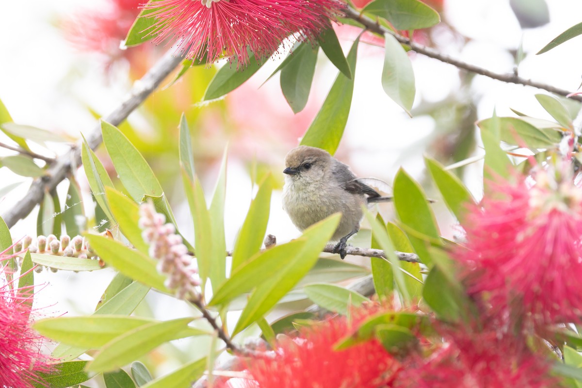 Bushtit - ML618399728