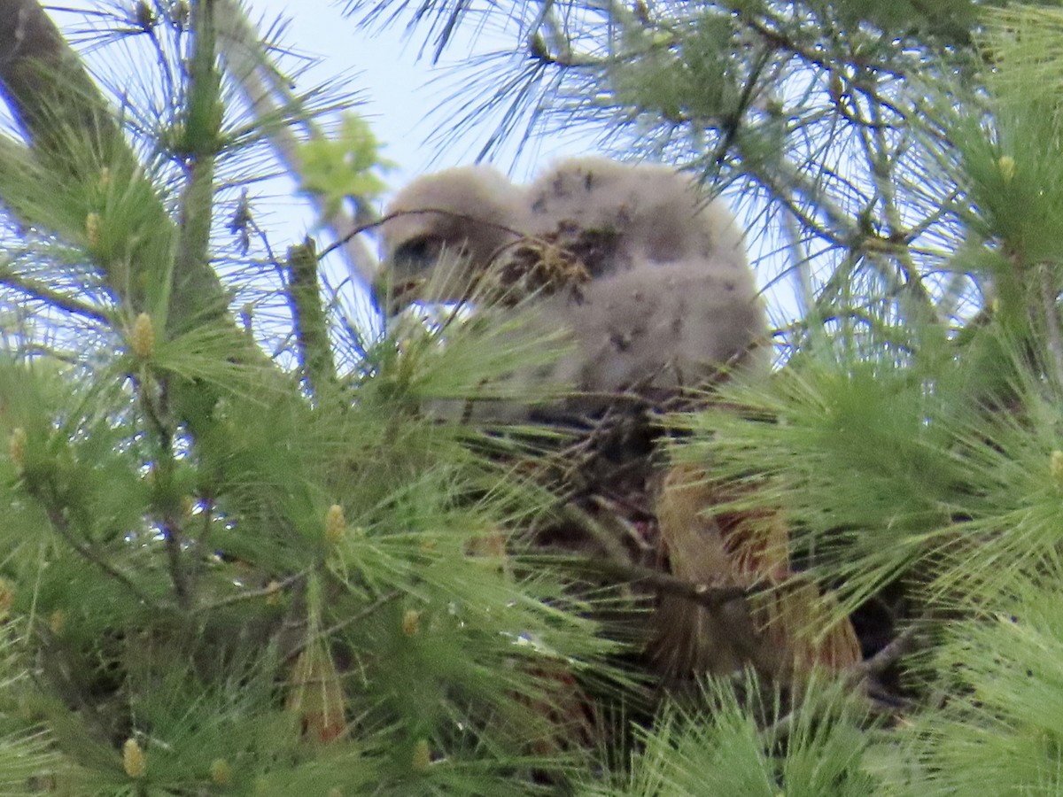 Red-tailed Hawk - ML618399742